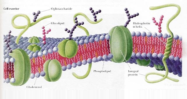 La membrana plasmatica